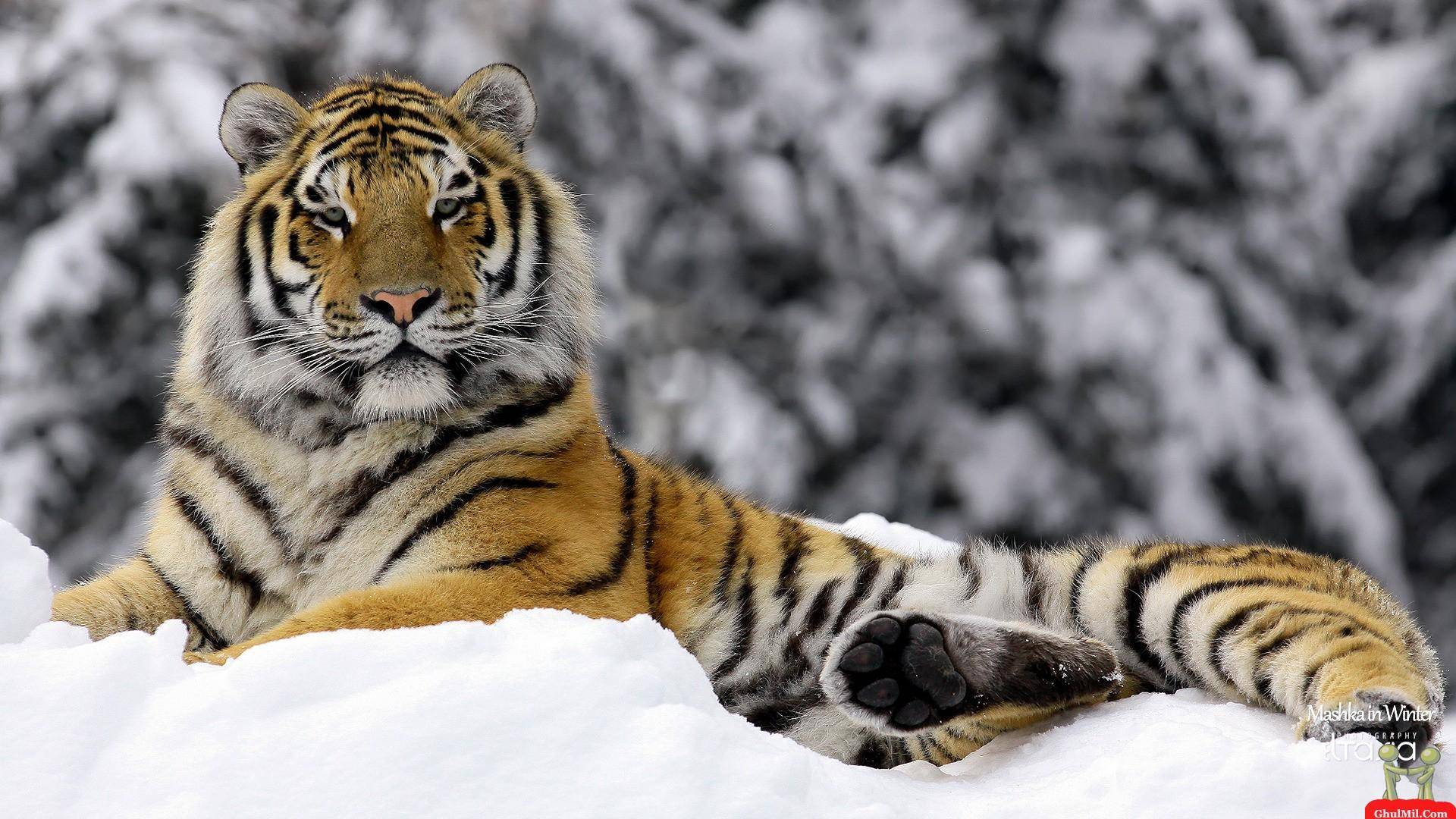 Siberian Tiger Wallpapers Wallpaper Cave