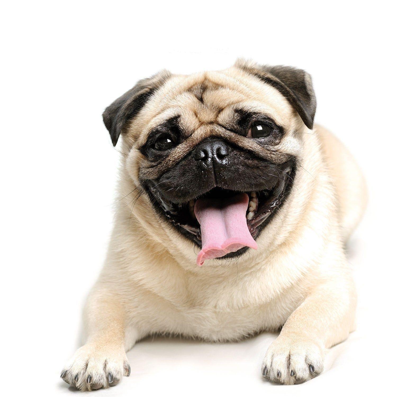 Pug Dog Wallpapers Wallpaper Cave