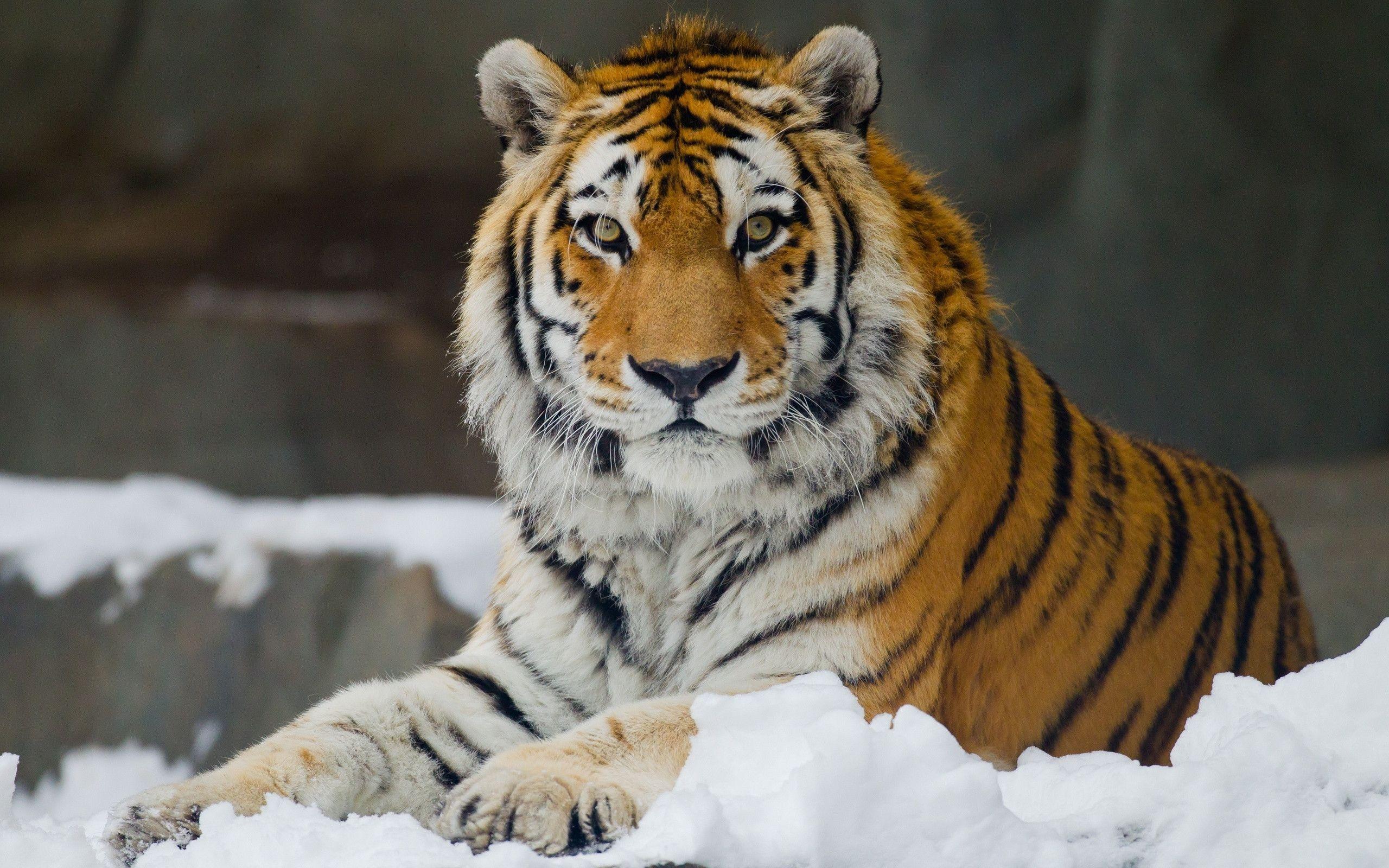Siberian Tiger Wallpapers Wallpaper Cave