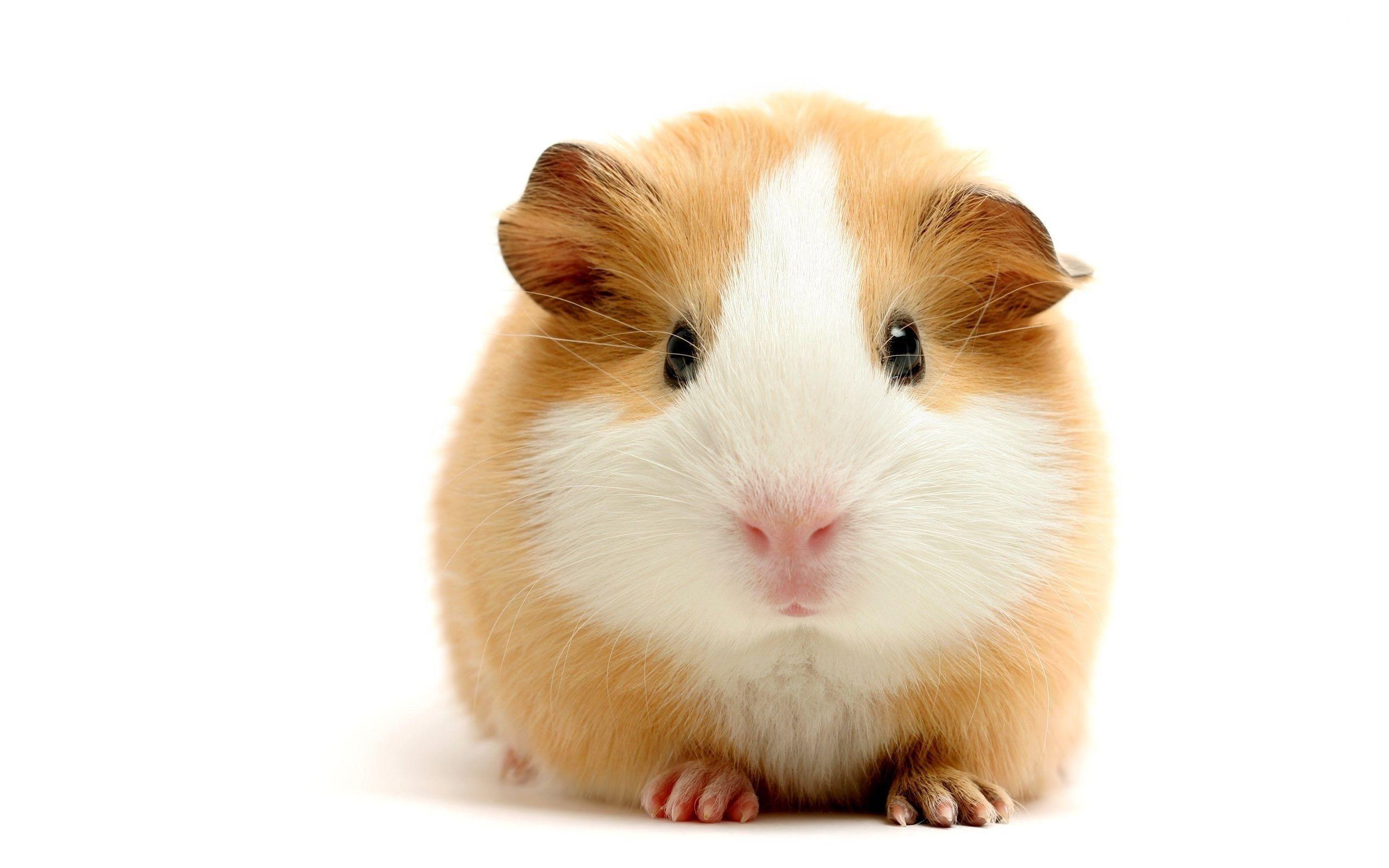 Cute Hamster Wallpapers Wallpaper Cave