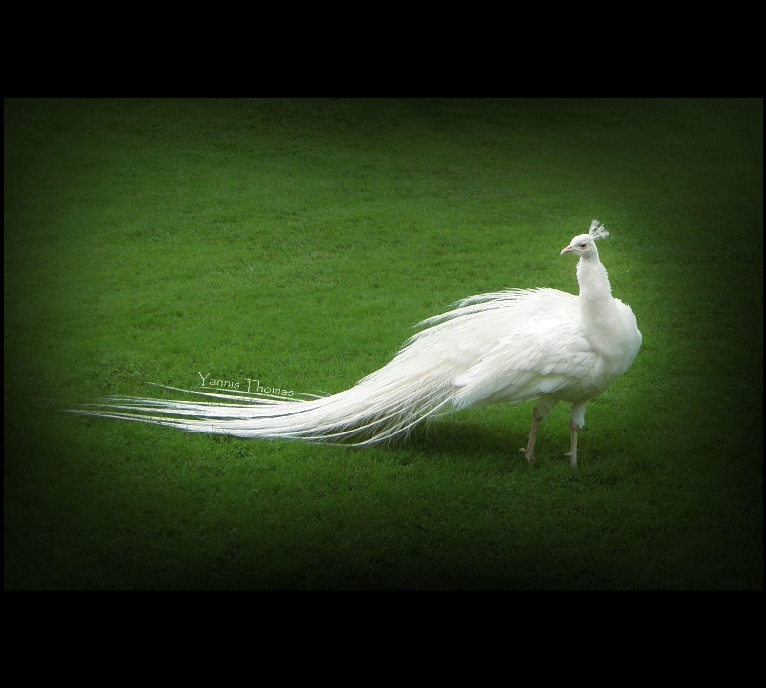 White Peacock Wallpapers Wallpaper Cave