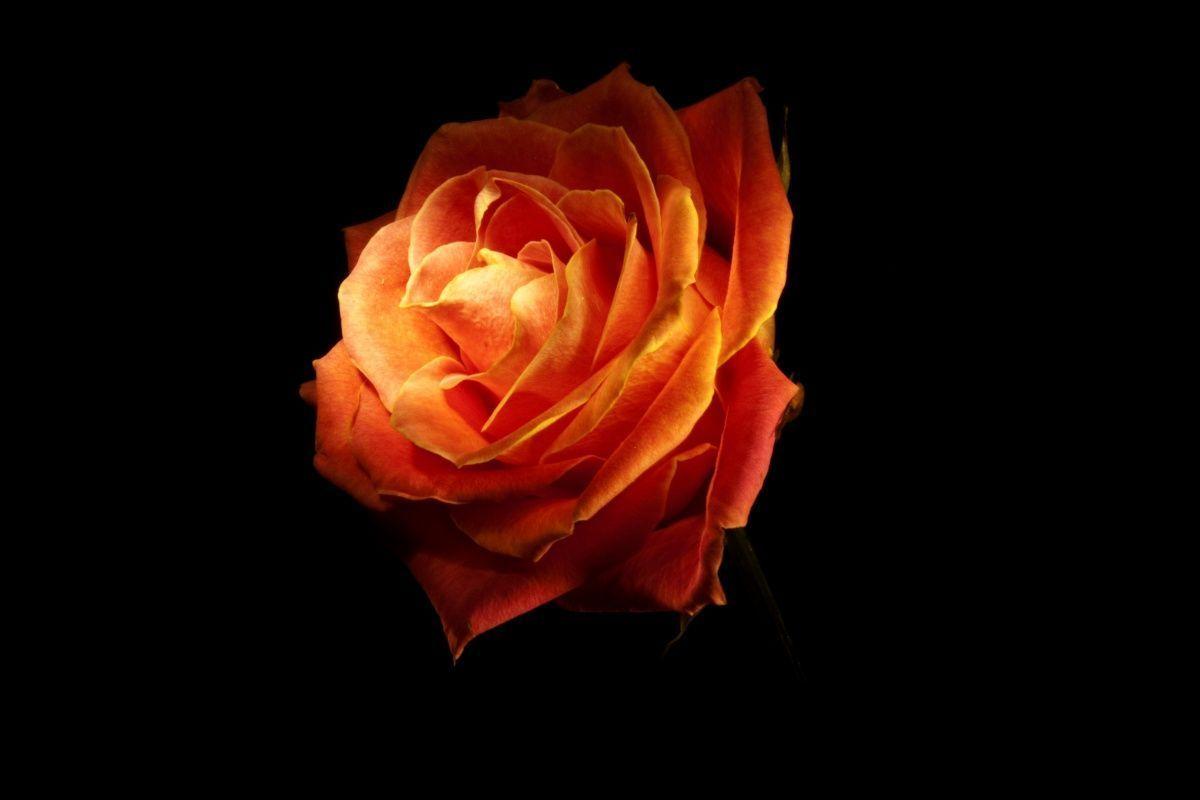Fire Flower Wallpapers Wallpaper Cave