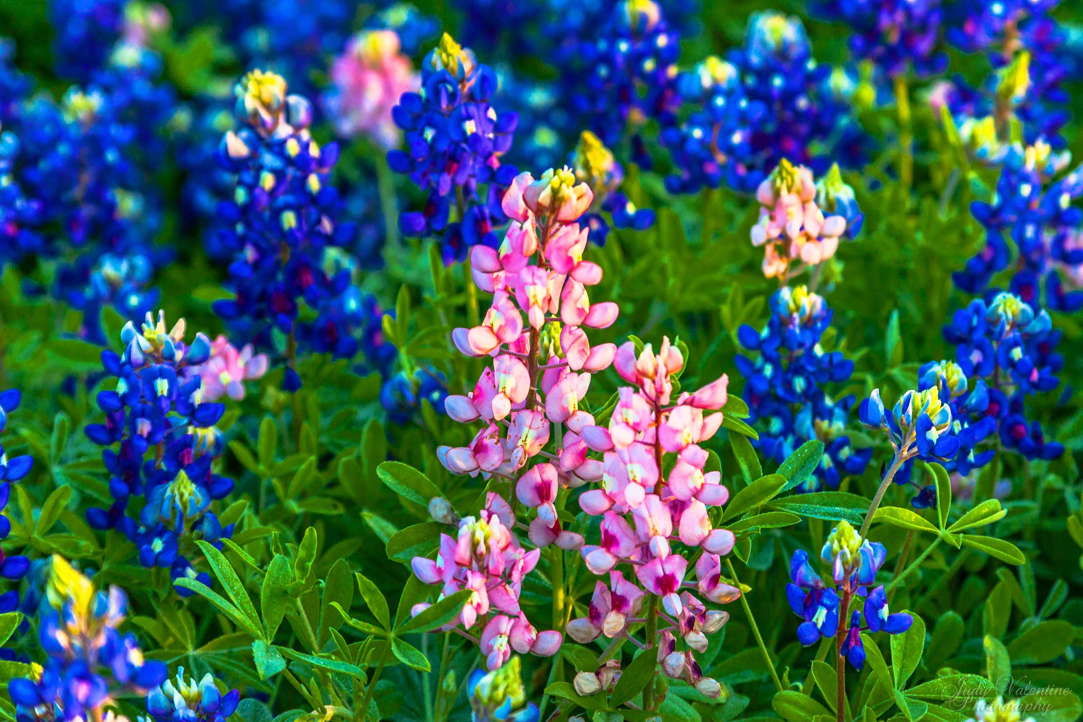 Wallpapers Wallpaper Cave