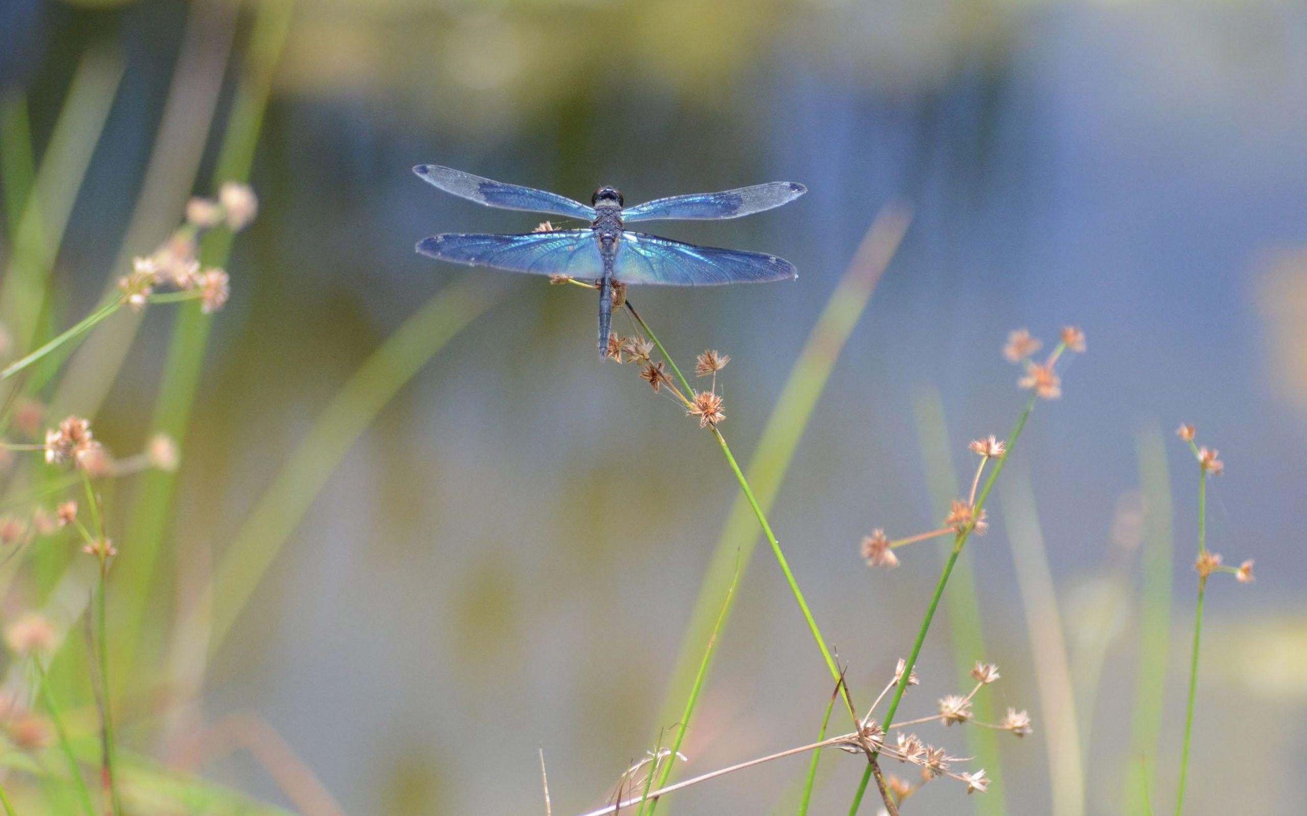 Dragonflies Wallpapers Wallpaper Cave