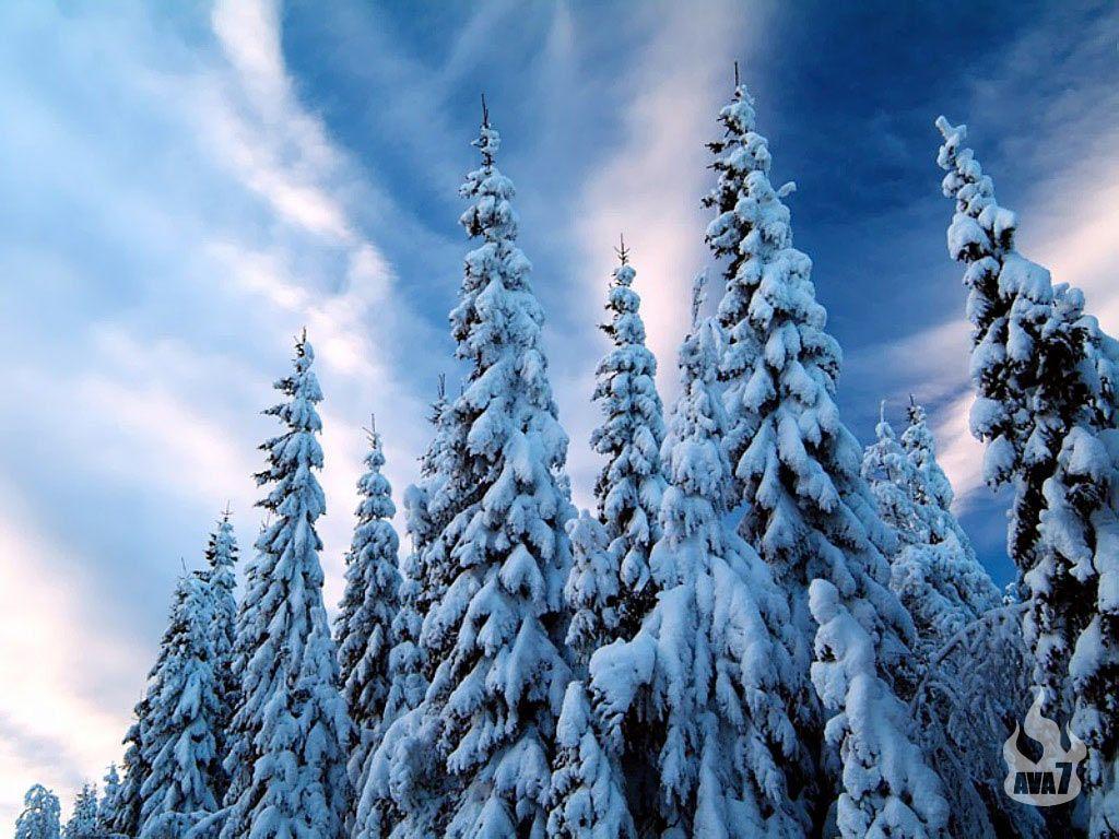Snowy Trees Wallpapers Wallpaper Cave