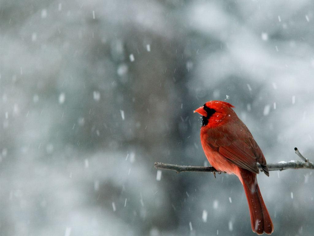Cardinal Bird Wallpapers Wallpaper Cave