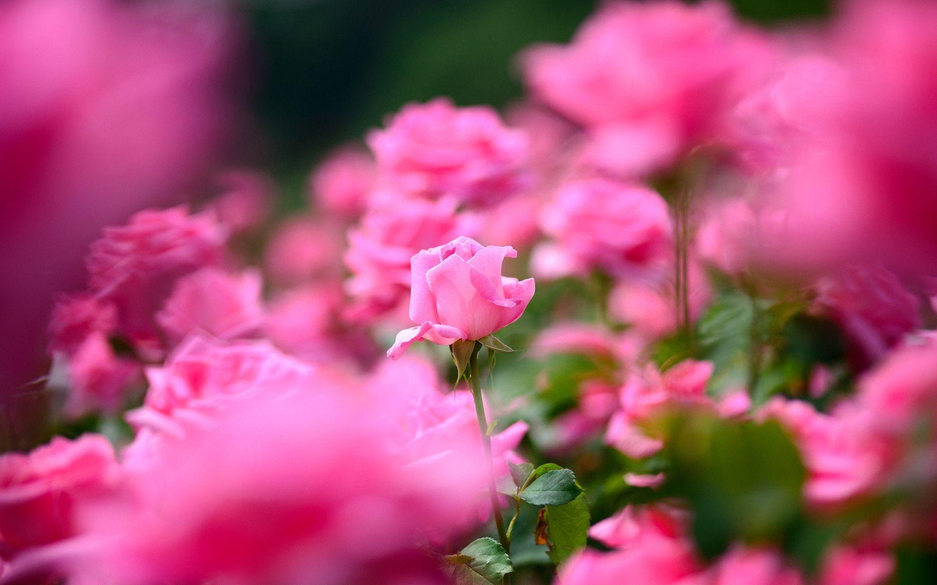 Pretty Flowers Backgrounds Wallpaper Cave