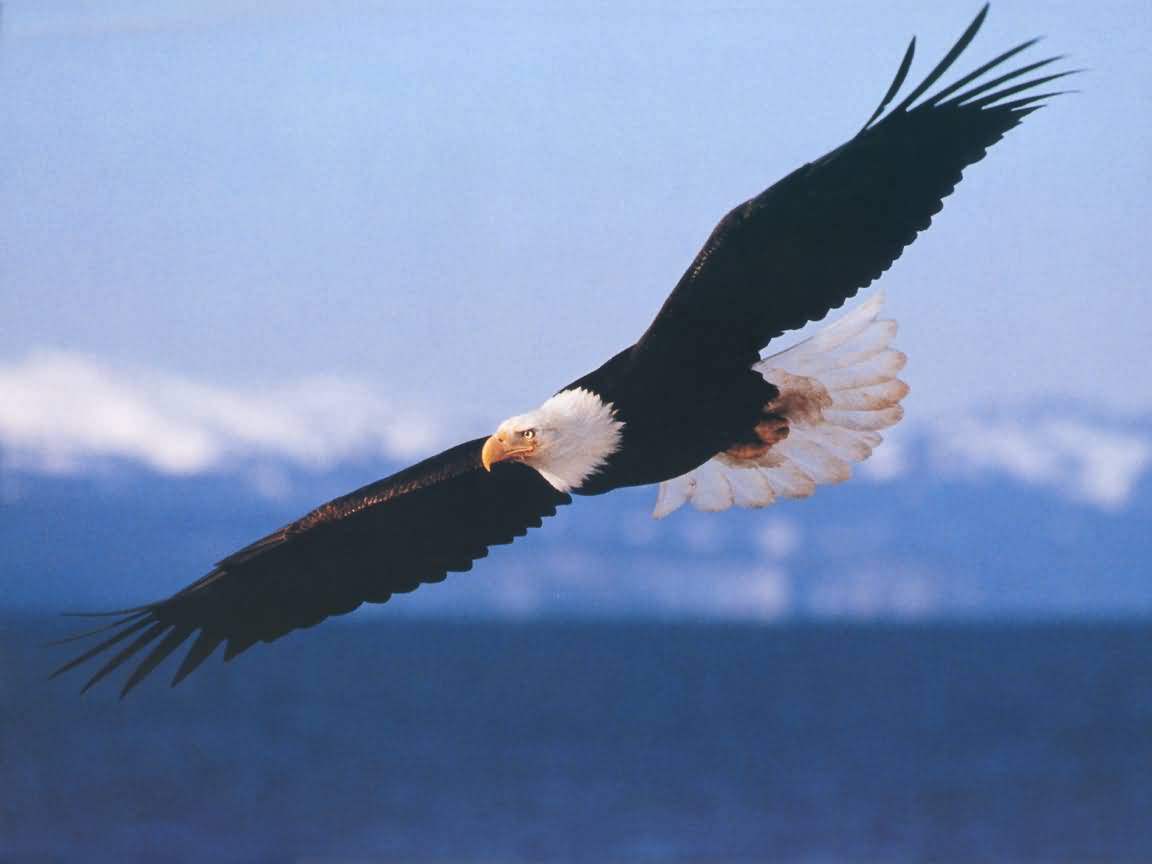 Free Bald Eagle Wallpapers Wallpaper Cave