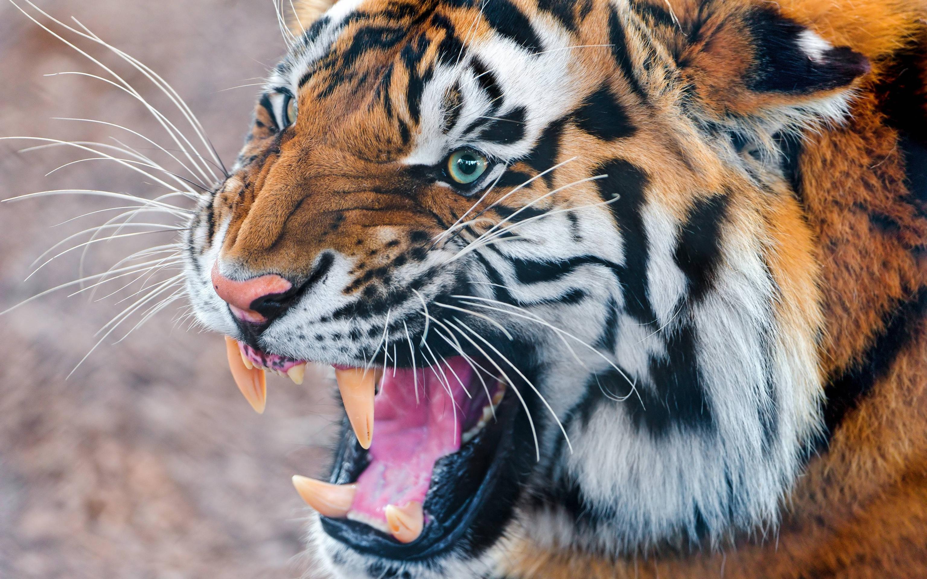 Tiger Face Wallpapers Wallpaper Cave