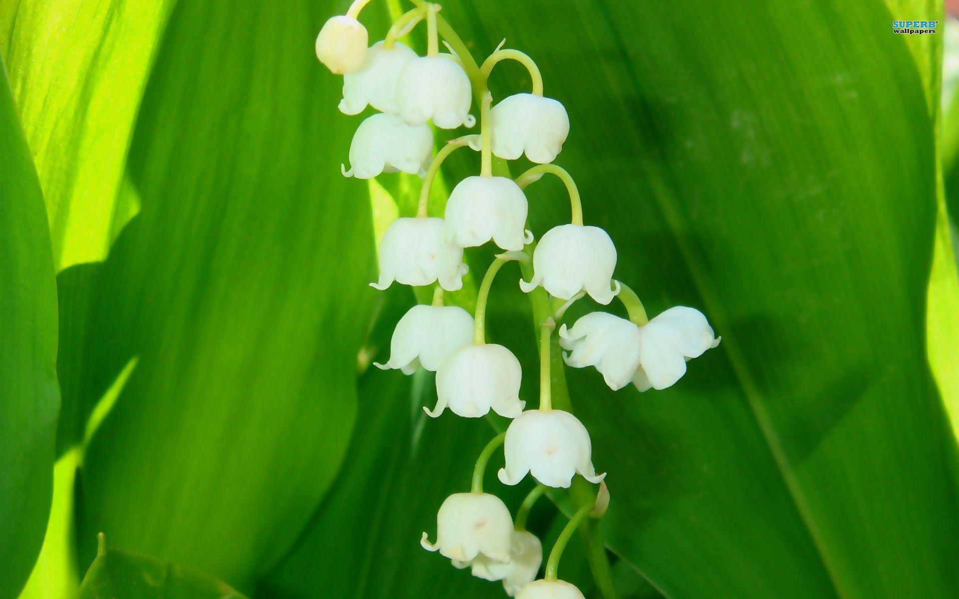 Lily Of The Valley Wallpapers Wallpaper Cave