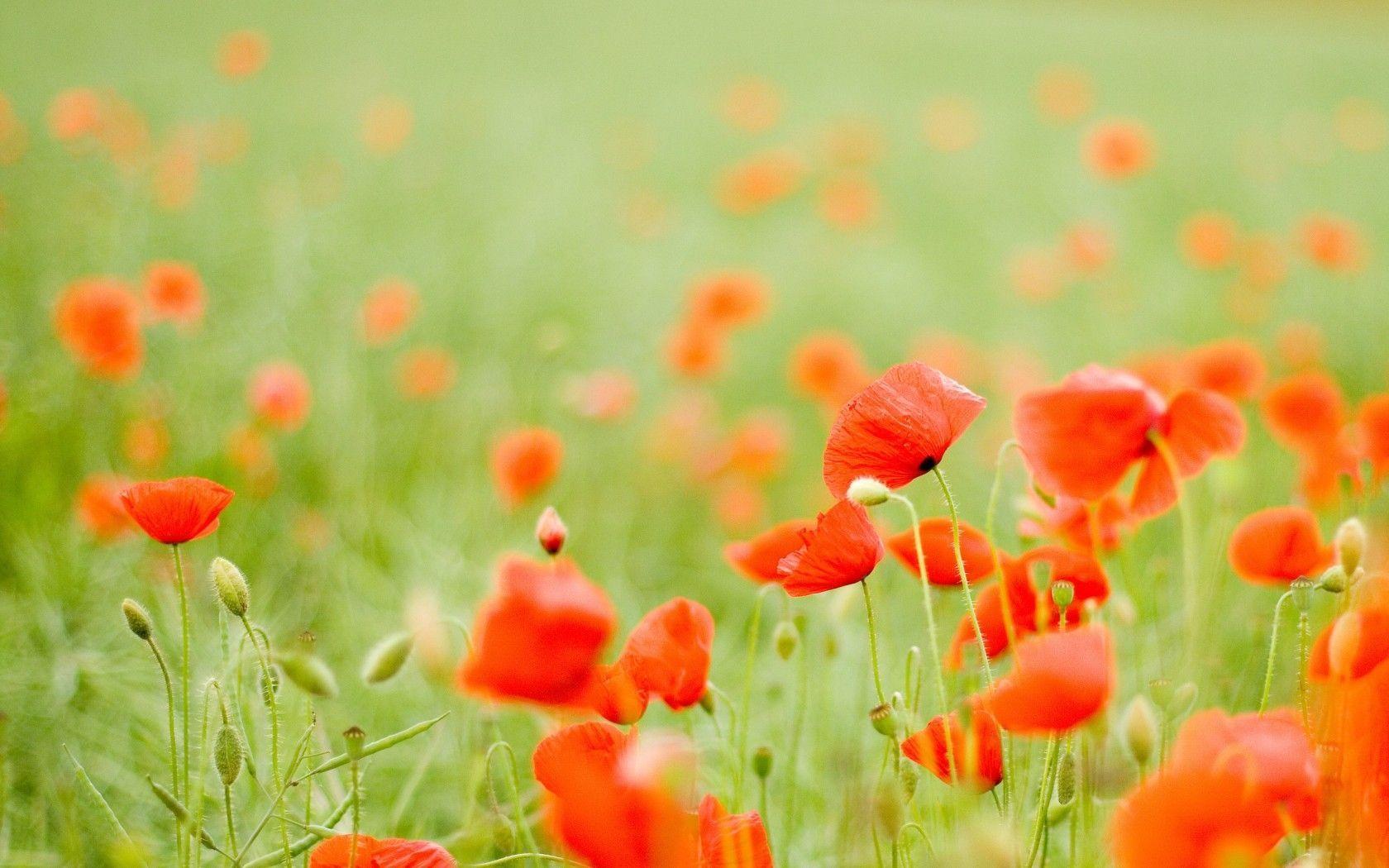Red Poppy Wallpapers Wallpaper Cave
