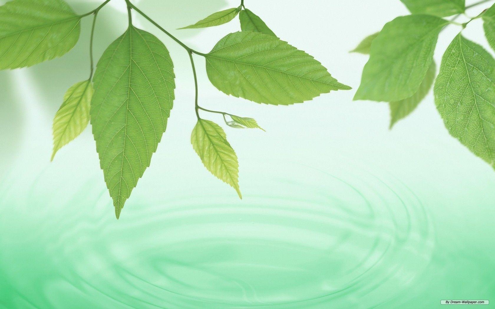 Green Leaves Wallpapers Wallpaper Cave