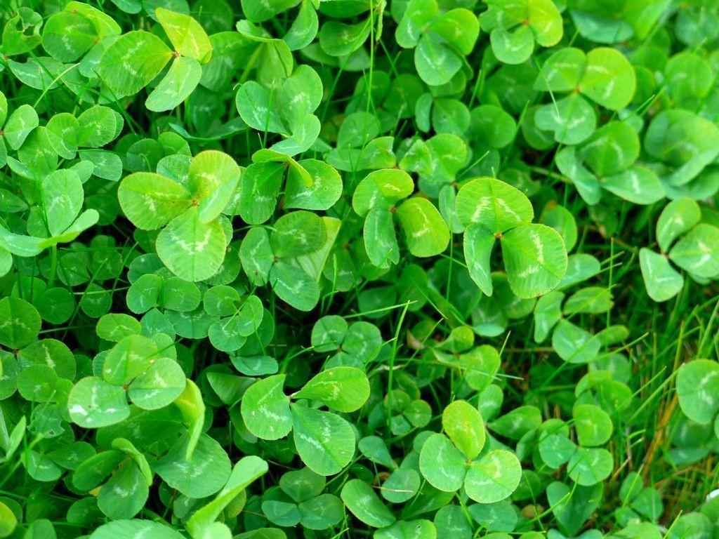 Shamrock Backgrounds Wallpaper Cave