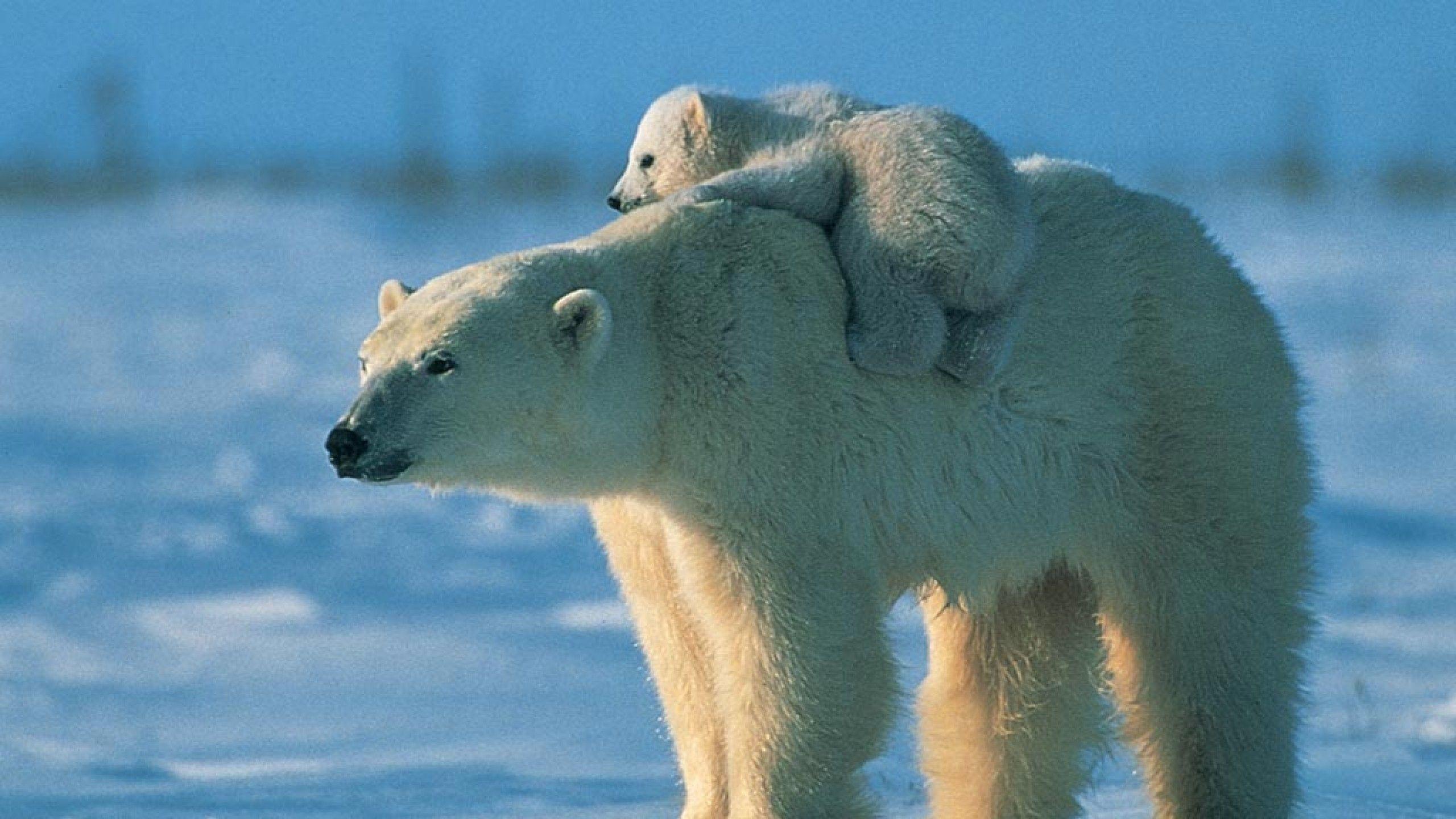 Baby Polar Bear Wallpapers Wallpaper Cave