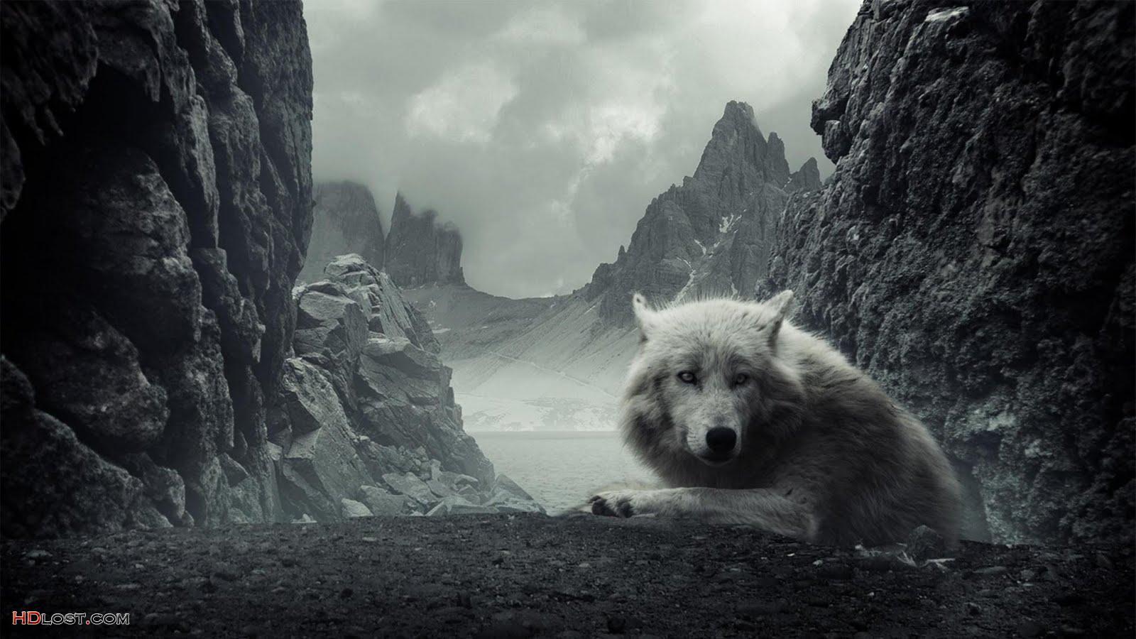 Dark Wolf Wallpapers Wallpaper Cave