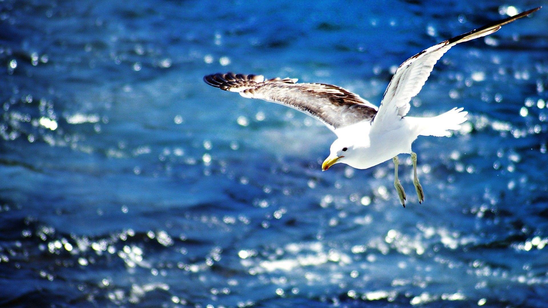 Seagull Wallpapers Wallpaper Cave