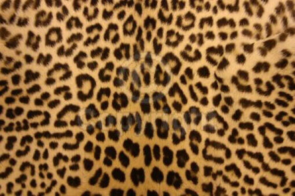 Leopard Print Wallpaper (82 Wallpapers) HD Wallpapers