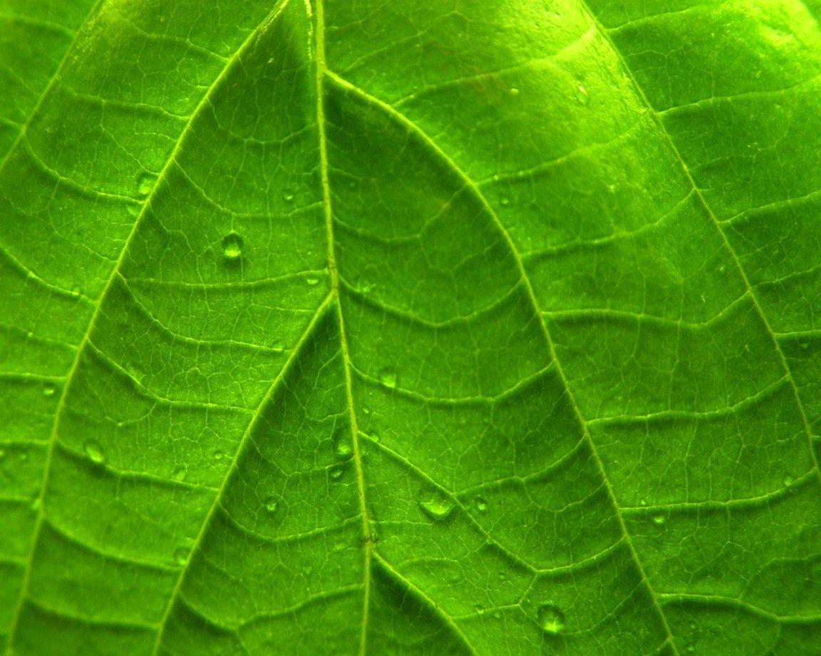 Leaf Wallpapers Wallpaper Cave