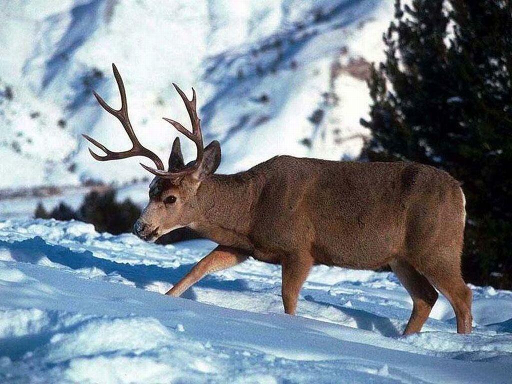 Reindeer Wallpapers Wallpaper Cave