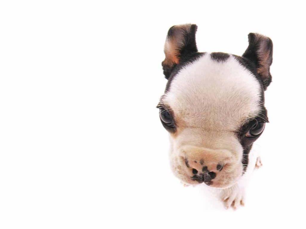 Funny Puppy Wallpapers Wallpaper Cave