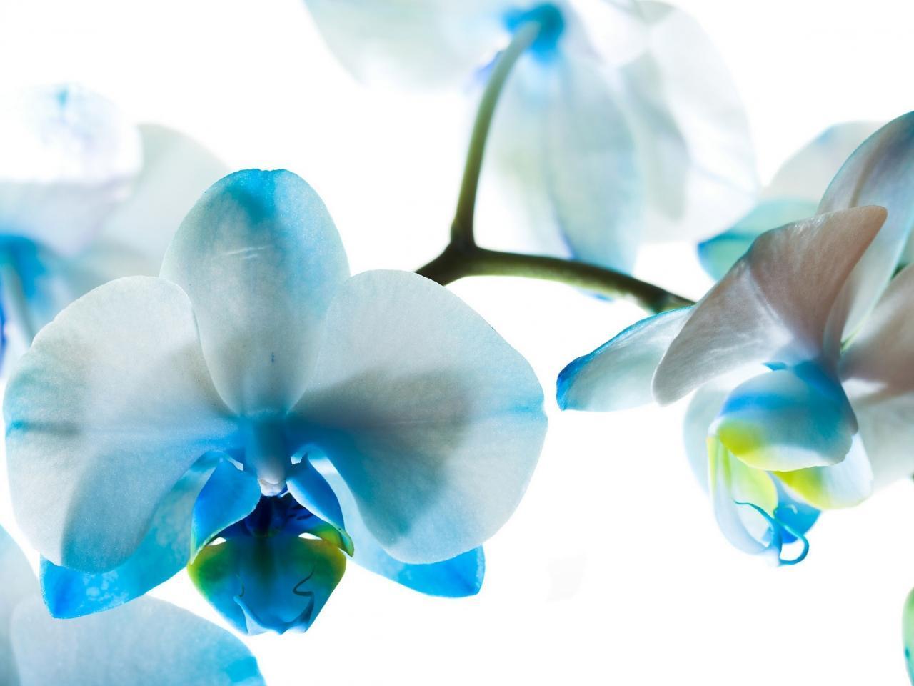 Orchid Flower Wallpapers Wallpaper Cave