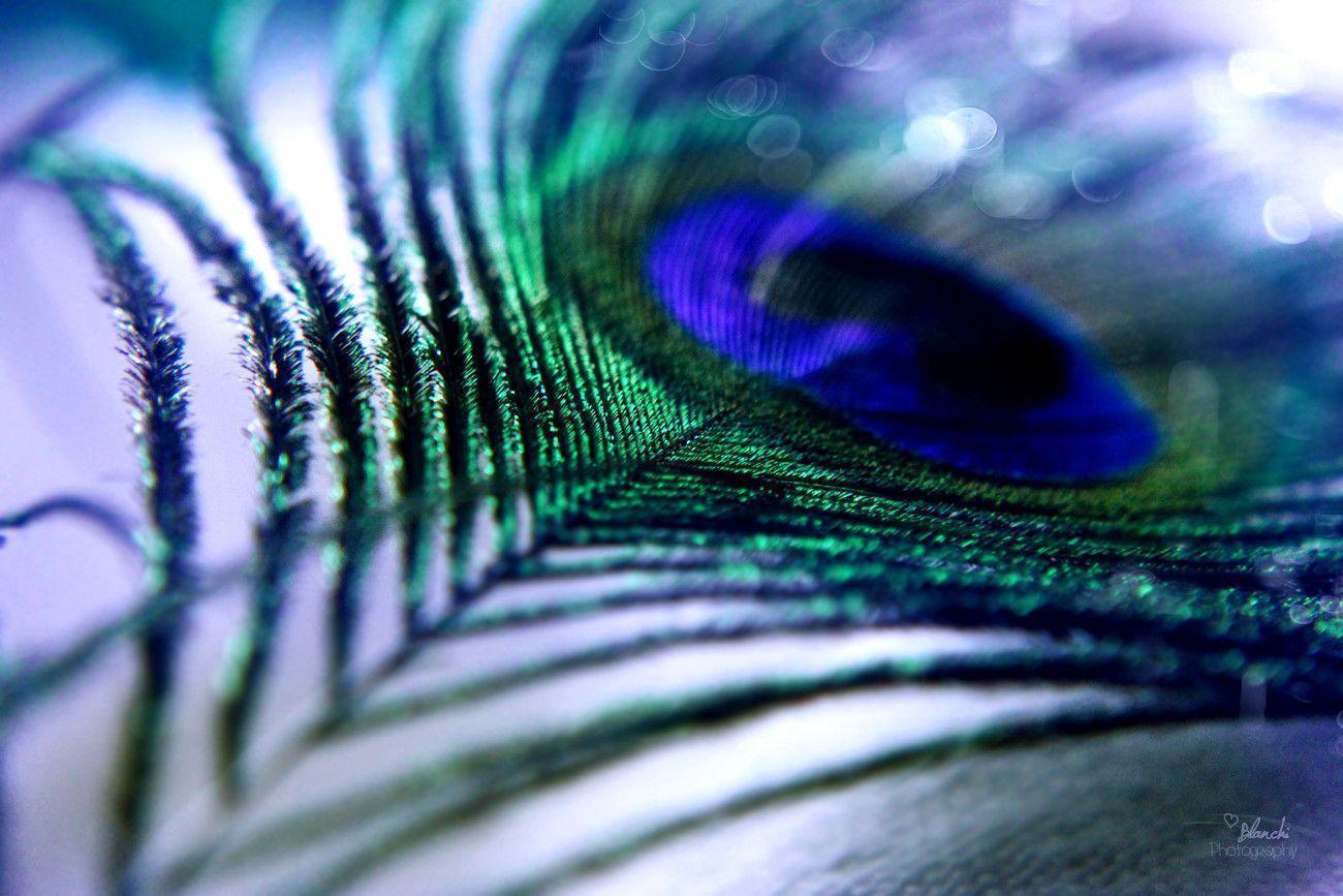 Peacock Feather Wallpapers Wallpaper Cave