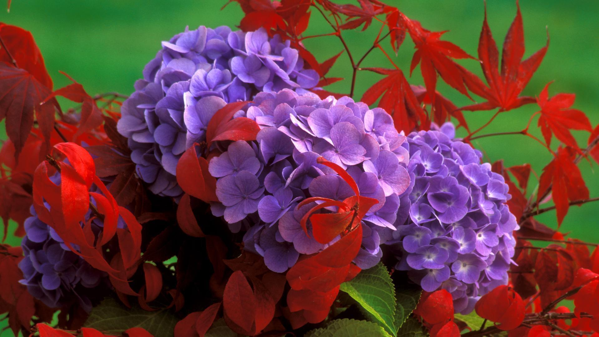 Fall Flowers Wallpapers Wallpaper Cave