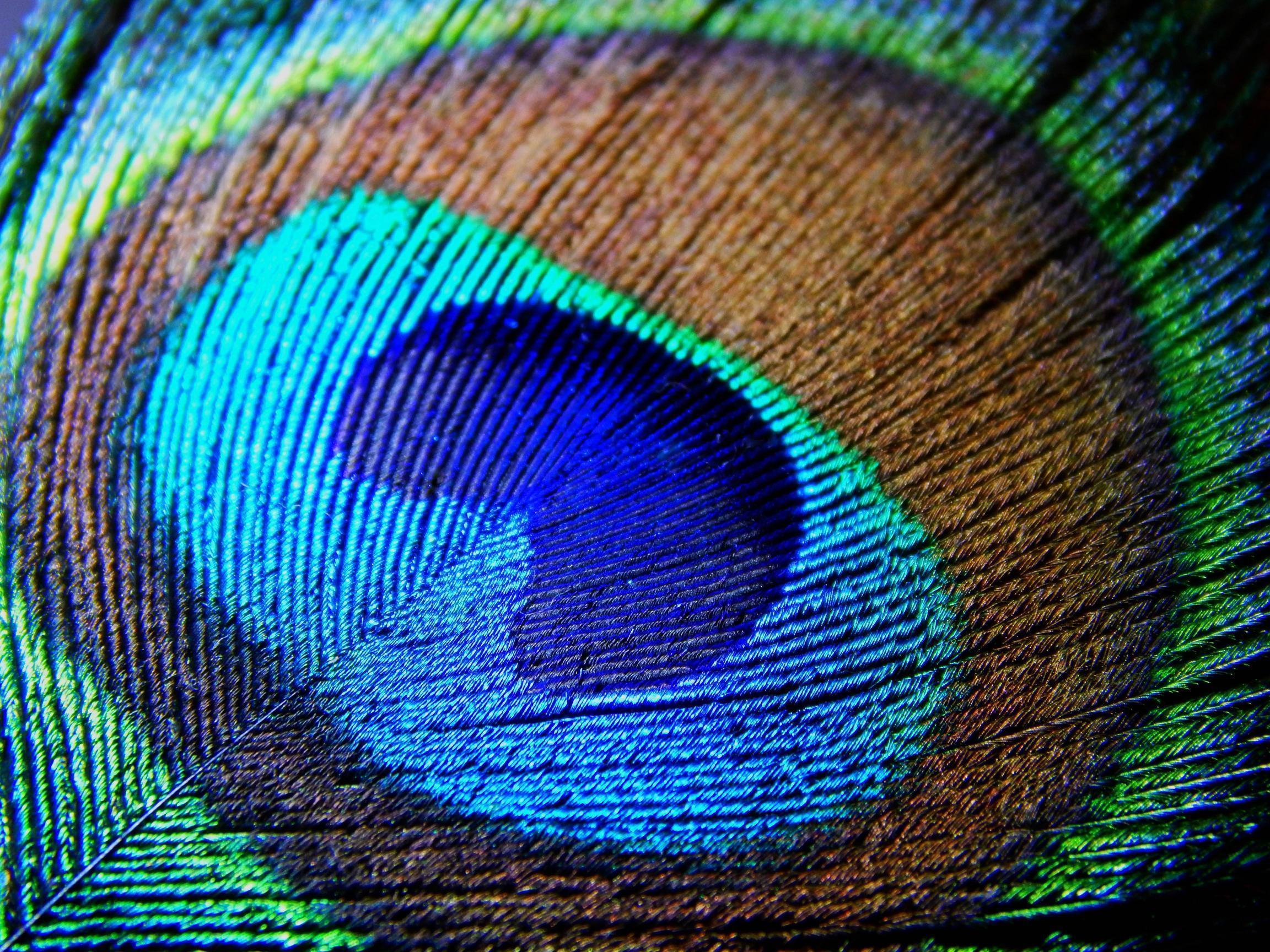 Peacock Feather Backgrounds Wallpaper Cave