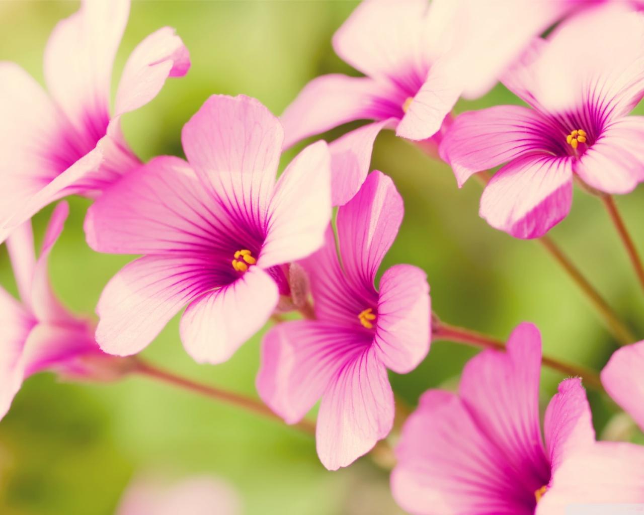 Free Wallpapers Flowers Wallpaper Cave