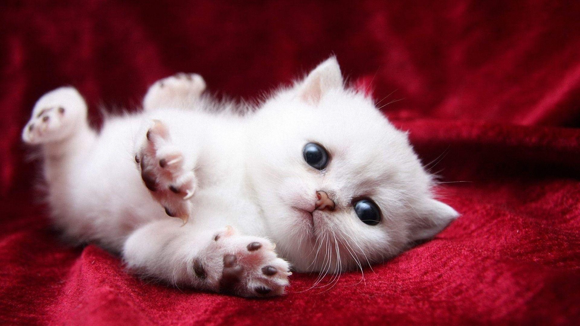 Baby Kitten Wallpapers Wallpaper Cave