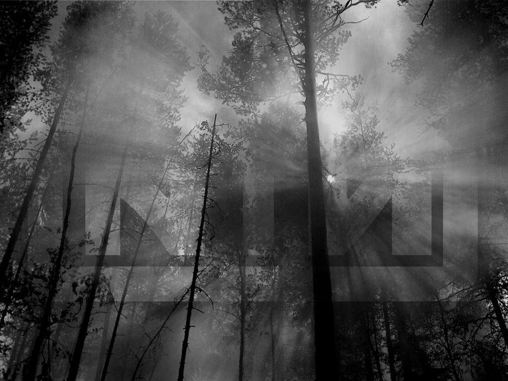 Nin Wallpapers Wallpaper Cave