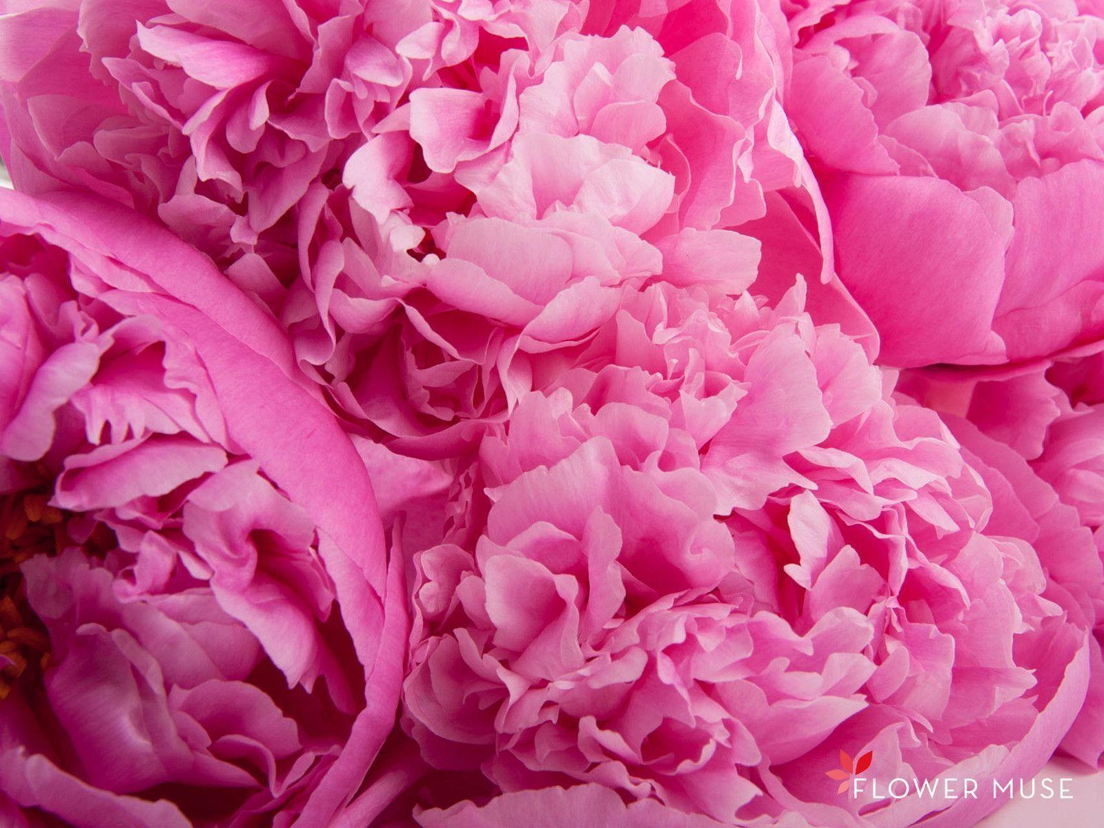 Peonies Wallpapers Wallpaper Cave