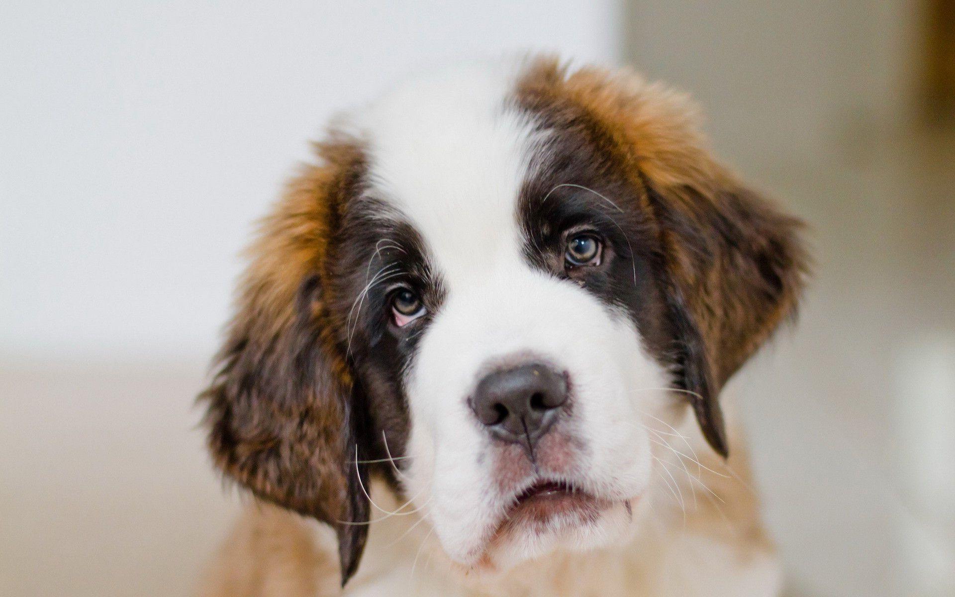 St Bernard Wallpapers Wallpaper Cave