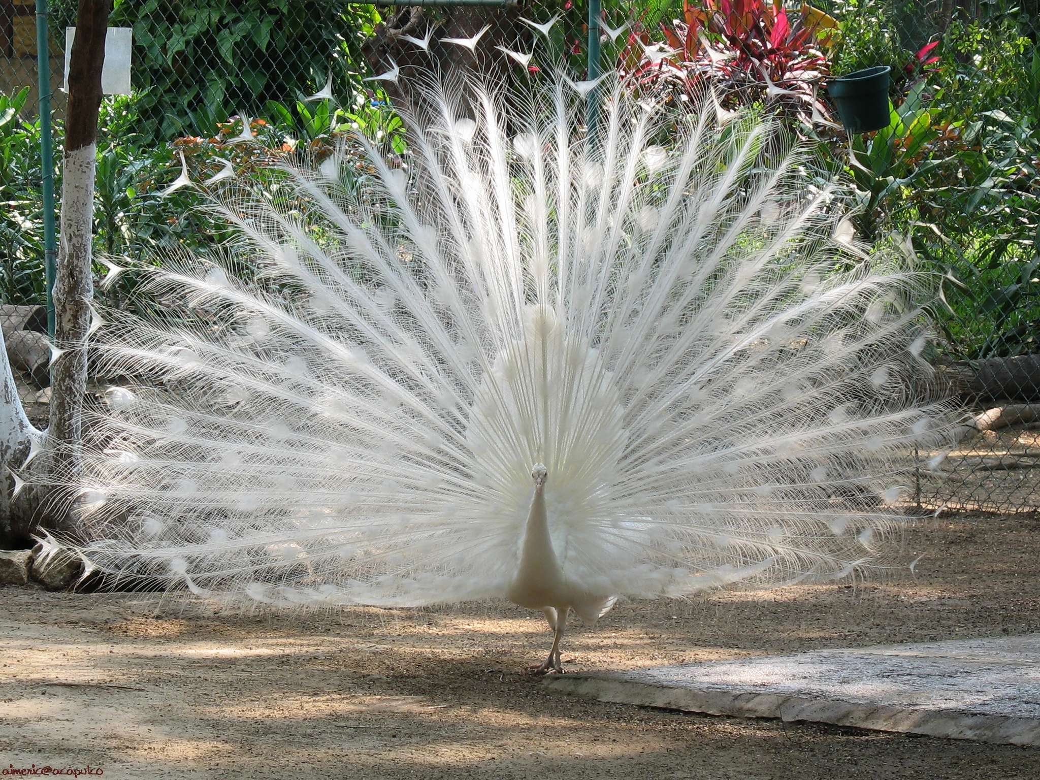 White Peacock Wallpapers Wallpaper Cave