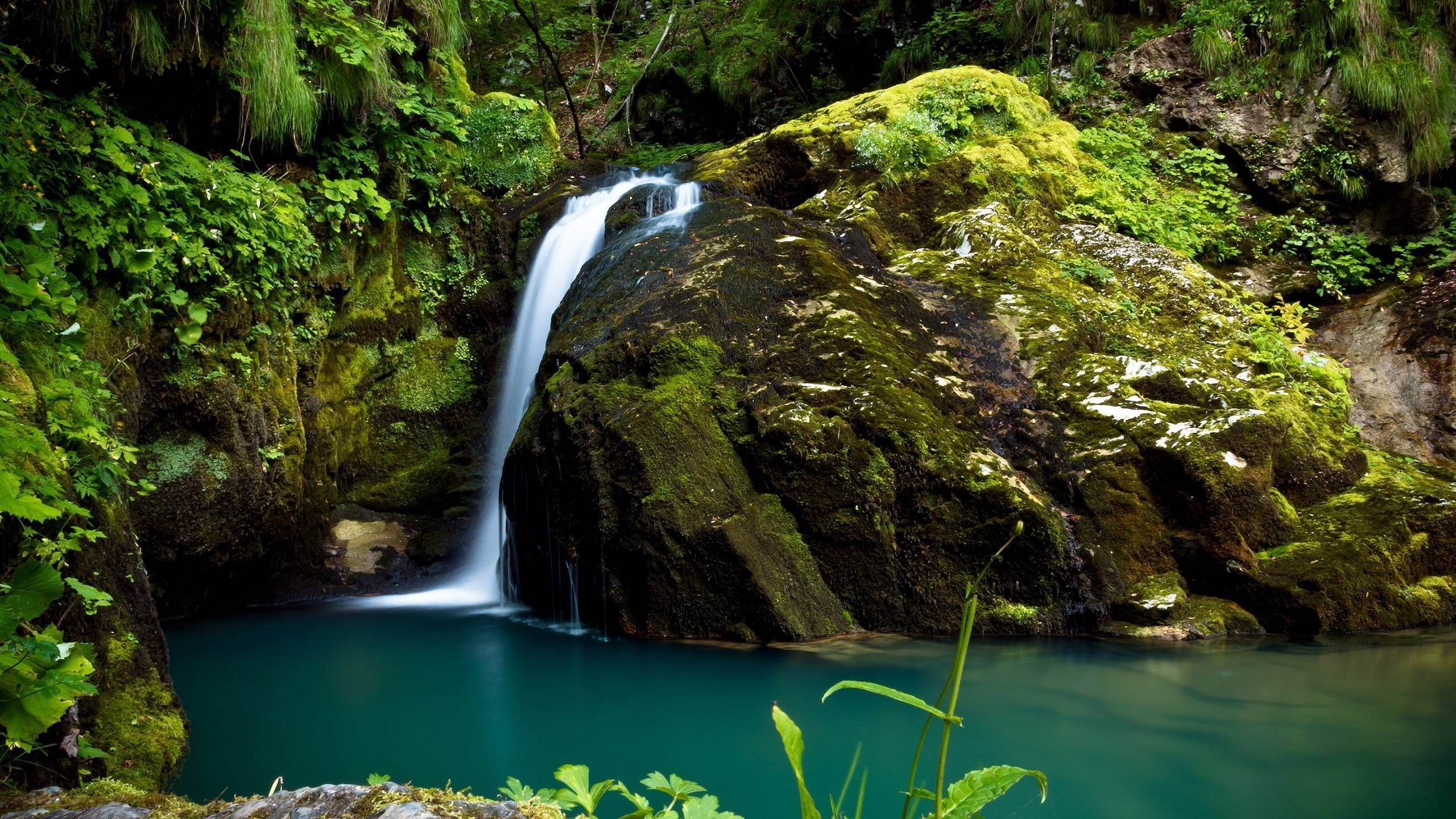 Rain Forest Wallpapers Wallpaper Cave