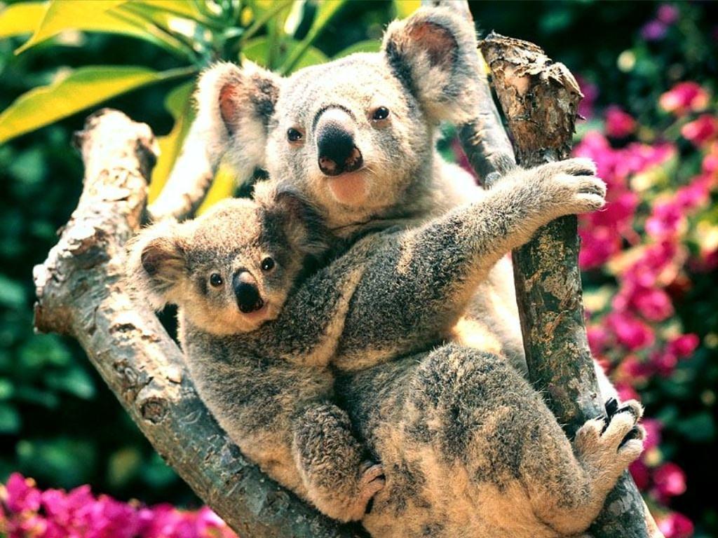 Koala Bear Wallpapers Wallpaper Cave