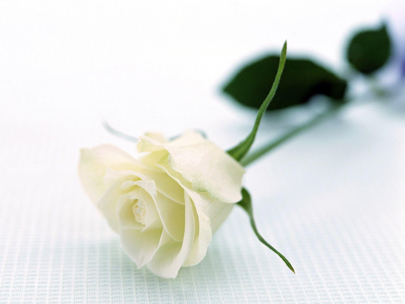 White Rose Wallpapers Wallpaper Cave