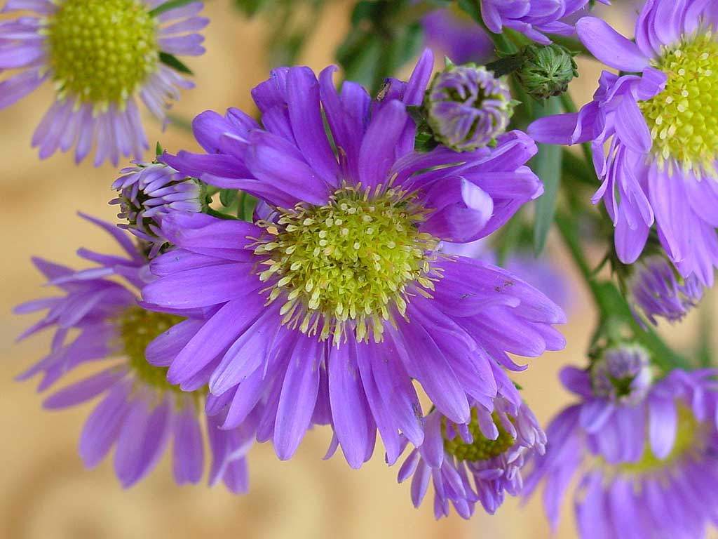 Summer Flower Backgrounds Wallpaper Cave