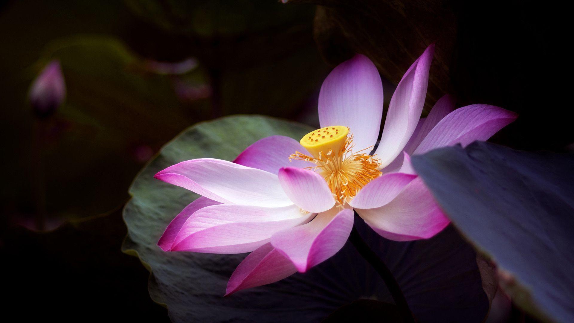 Lotus Flower Wallpapers Wallpaper Cave
