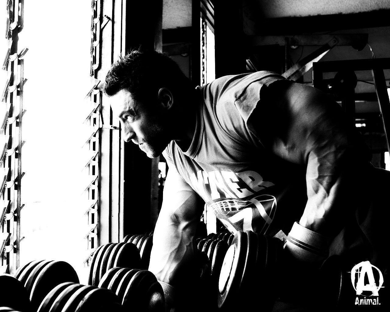 Animal Pak Wallpapers Wallpaper Cave