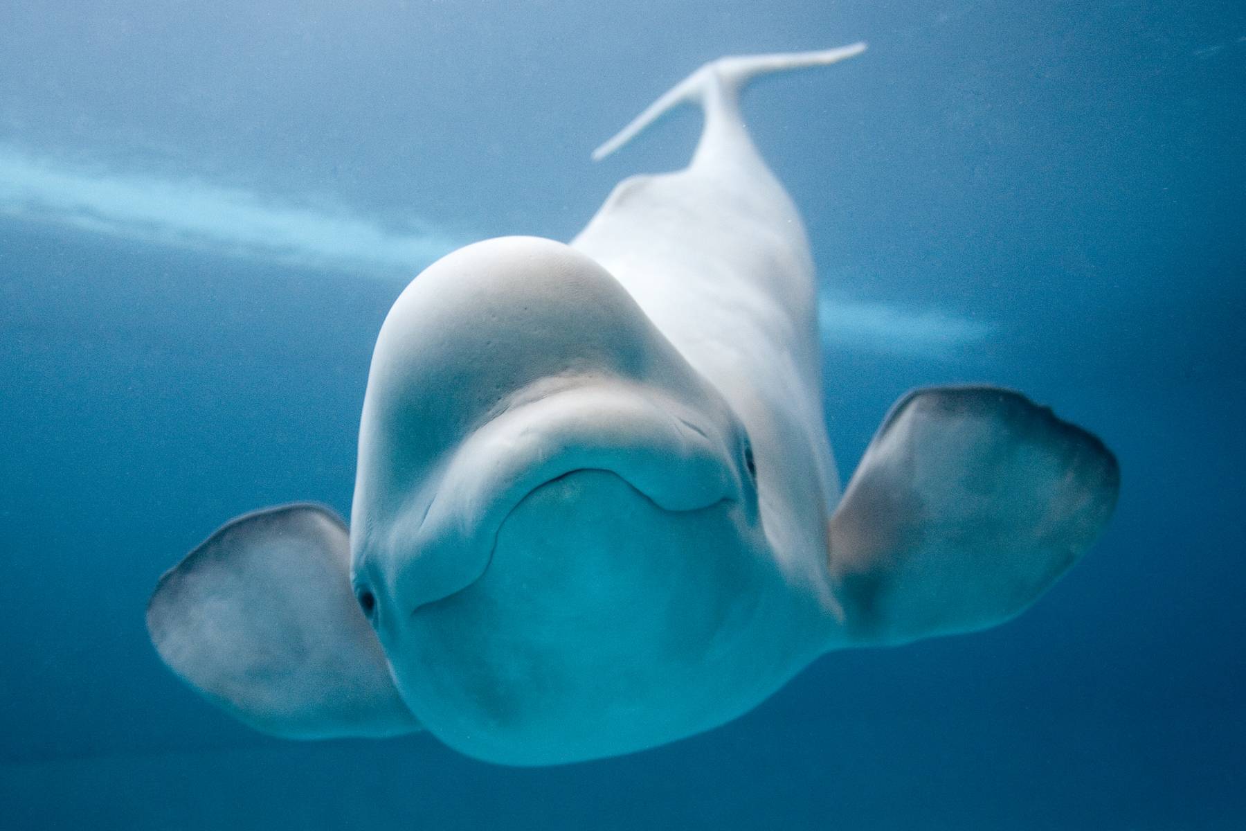 Beluga Whale Wallpapers Wallpaper Cave