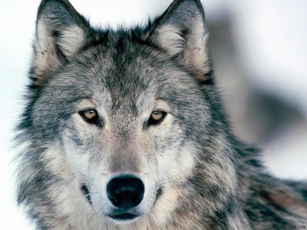 Gray Wolf Wallpapers Wallpaper Cave