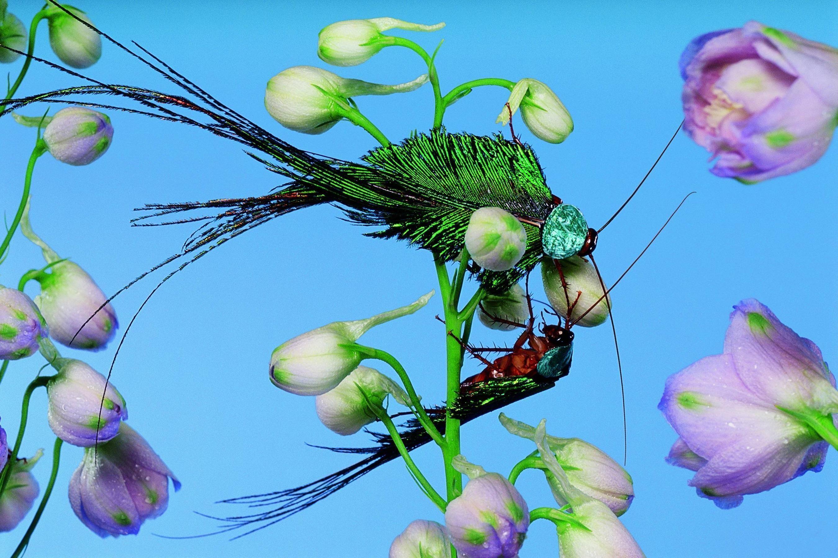 Bird Of Paradise Wallpapers Wallpaper Cave