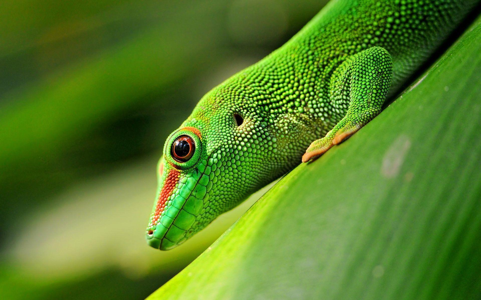 Gecko Wallpapers Wallpaper Cave