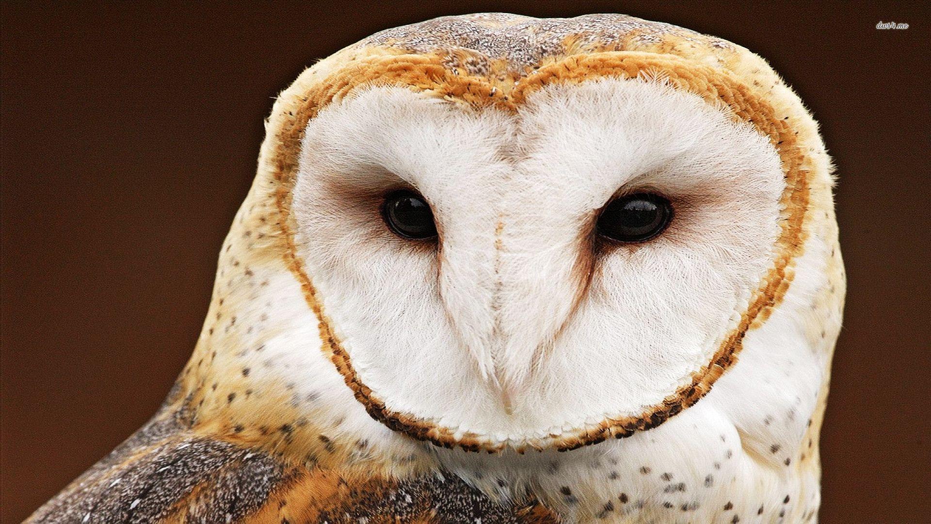 White Owl Wallpapers Wallpaper Cave