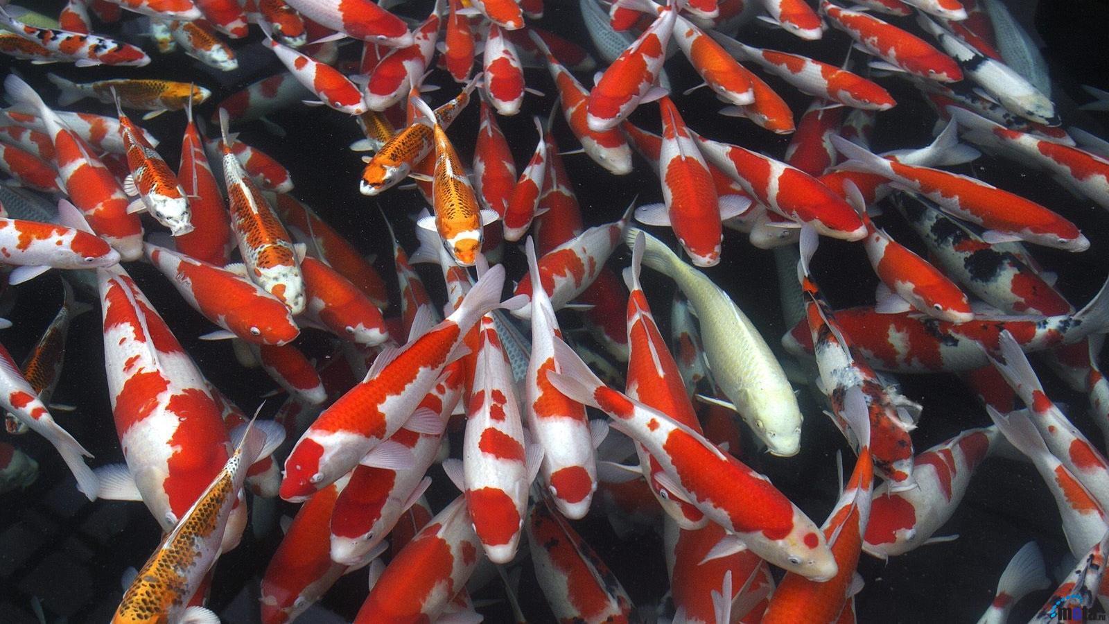 Koi Fish Wallpapers Wallpaper Cave
