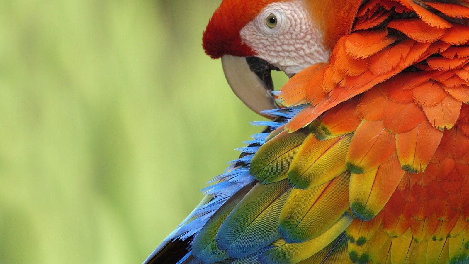 Parrot Wallpapers Wallpaper Cave