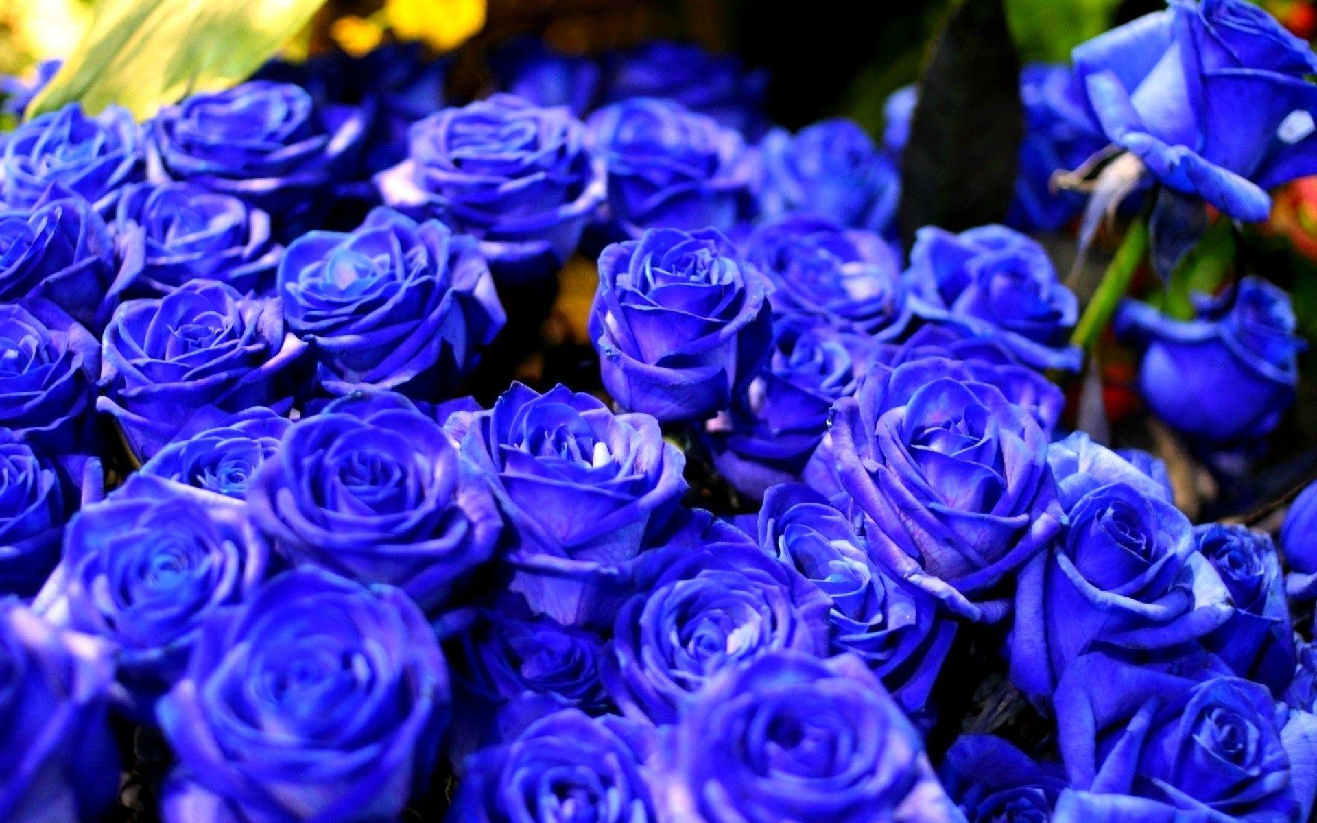 Blue Rose Backgrounds Wallpaper Cave