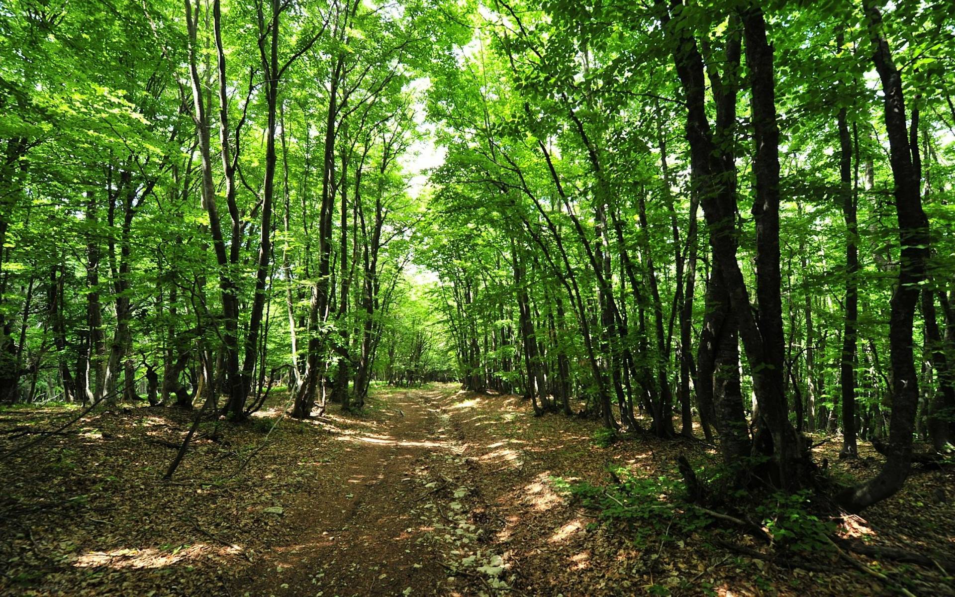 Forest Background Images Wallpaper Cave