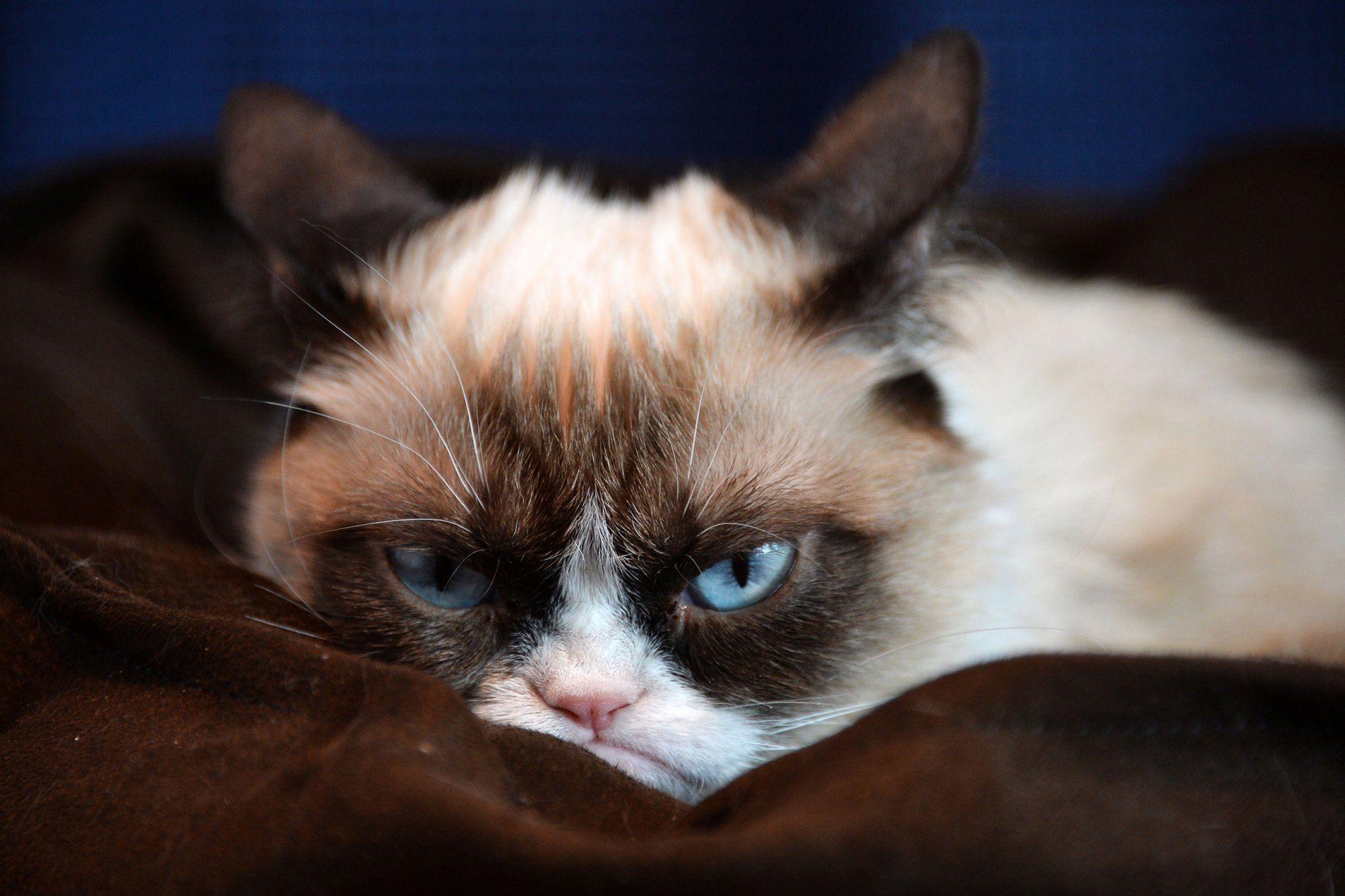 Grumpy Wallpapers Wallpaper Cave